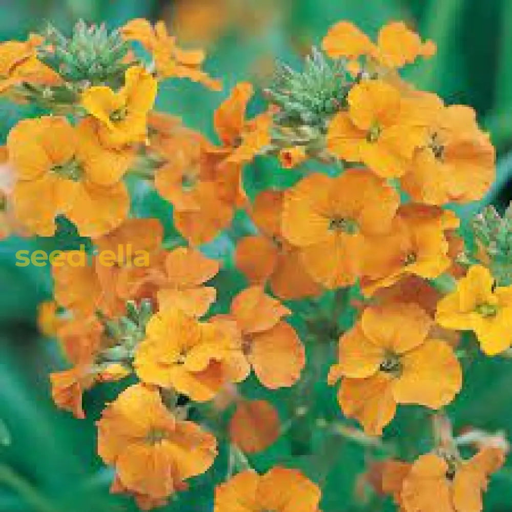 Yellow Orange Erysimum Flower Seeds For Easy Planting