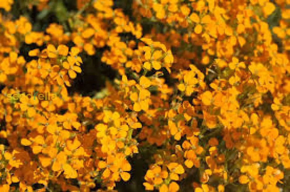 Yellow Orange Erysimum Flower Seeds For Easy Planting