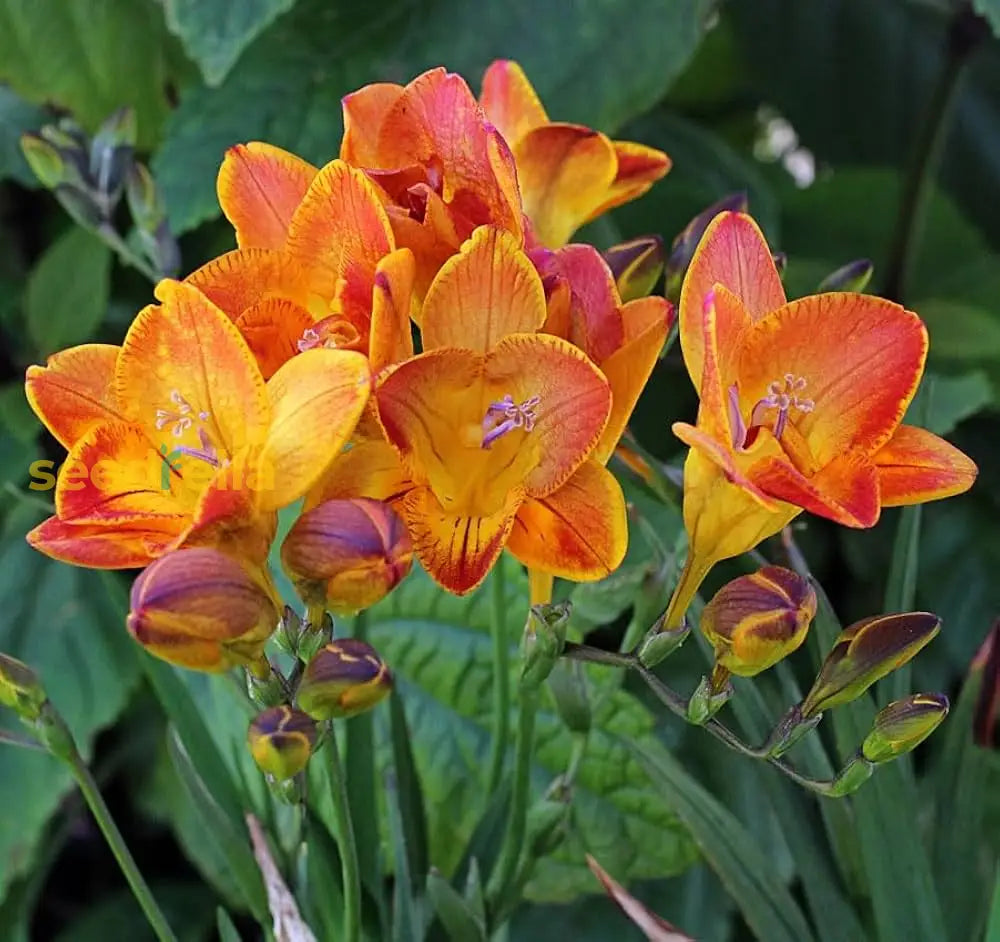 Yellow Orange Freesias Flower Seeds Planting