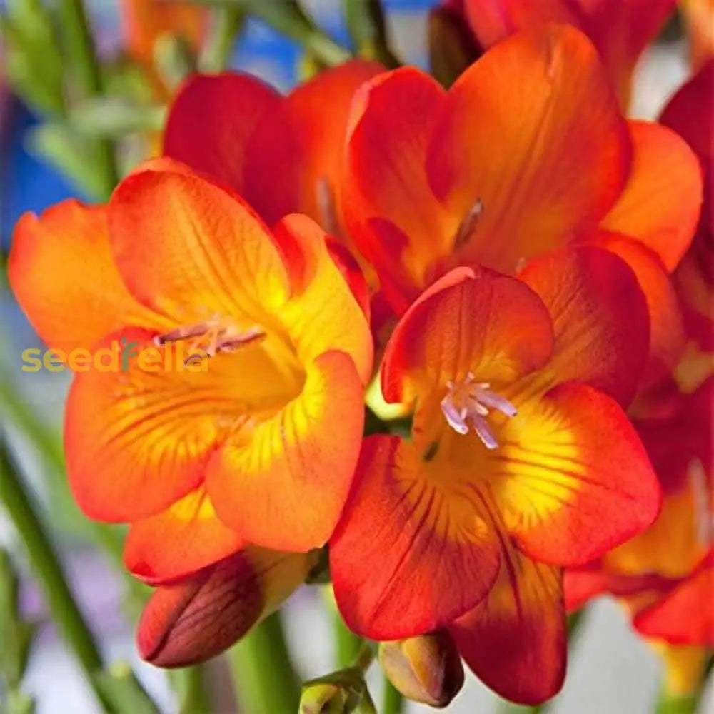 Yellow Orange Freesias flower seeds for planting fragrant blooms
