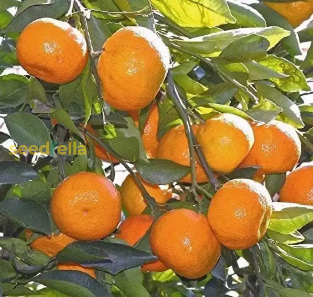 Yellow Orange Fruit Seeds Planting