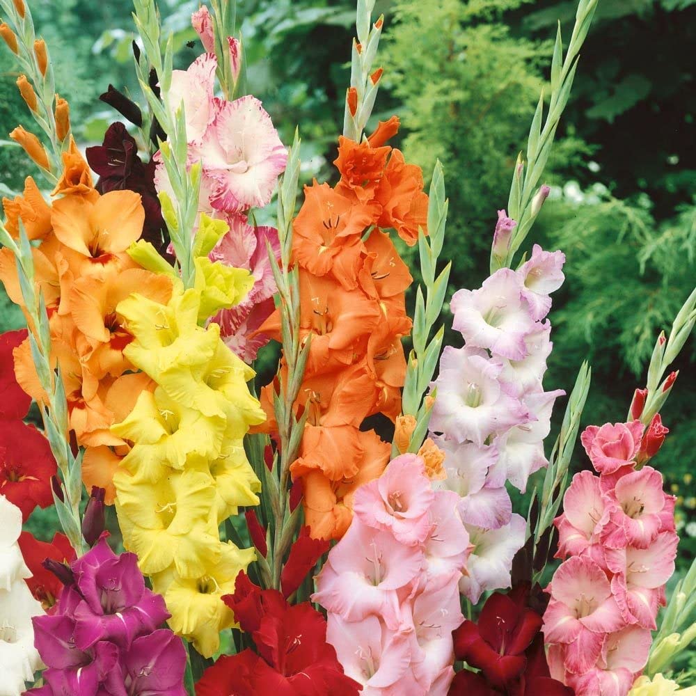 Yellow Orange Gladiolus Flower Seeds for Planting