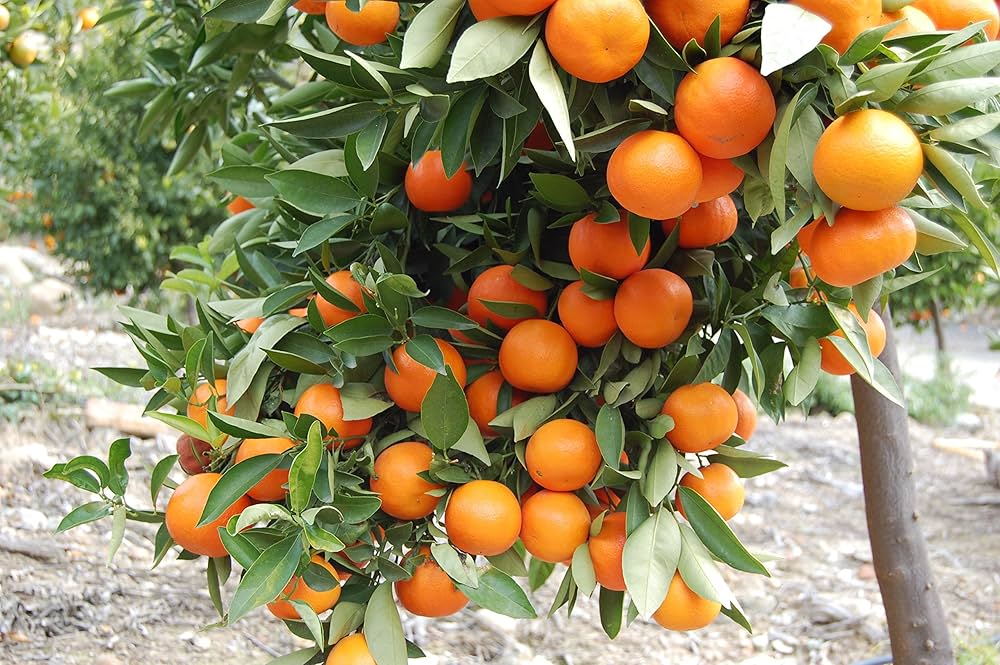Yellow orange fruit seeds for planting sweet citrus trees