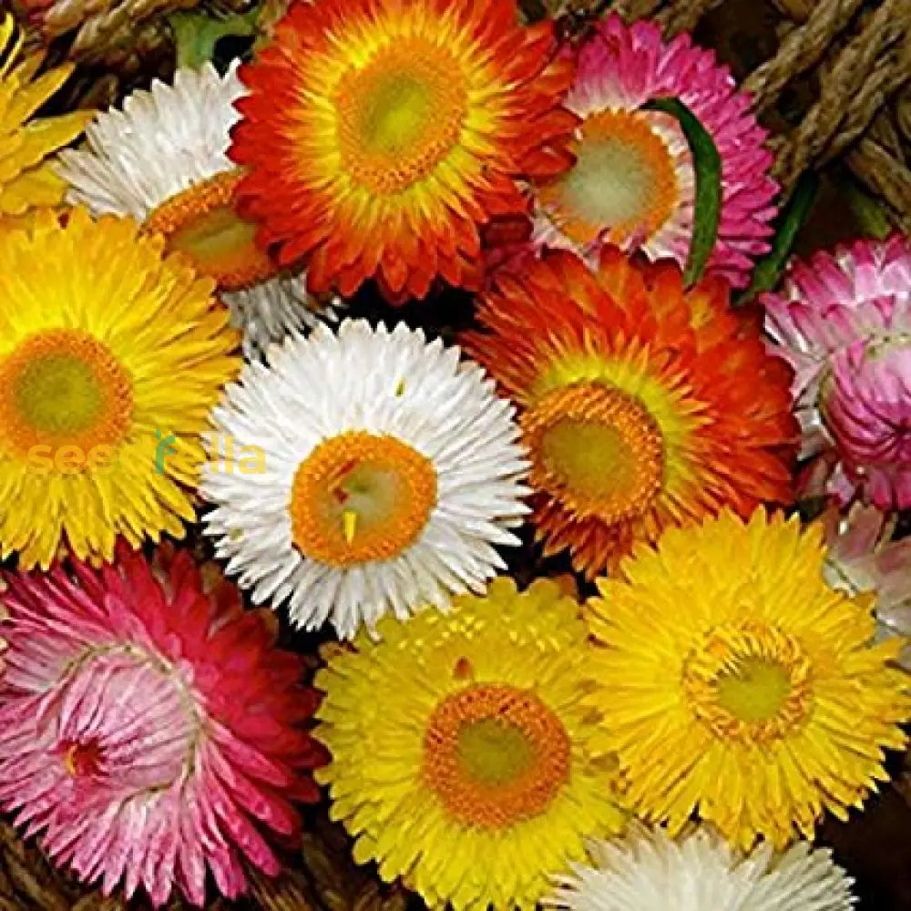 Yellow Orange Straw Flower Planting Seeds