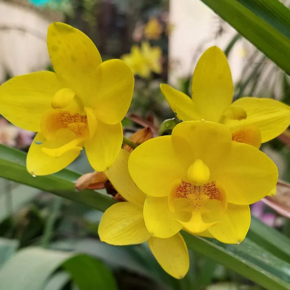 Yellow Orchid Flower Seeds for Planting