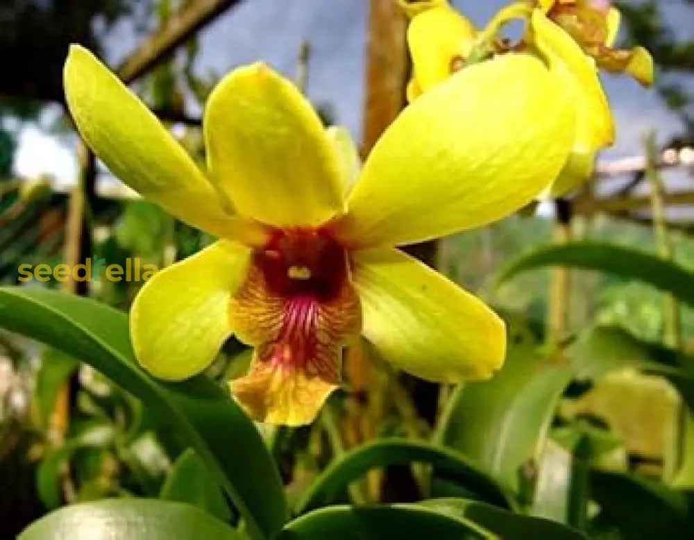 Yellow Orchid Planting Seeds