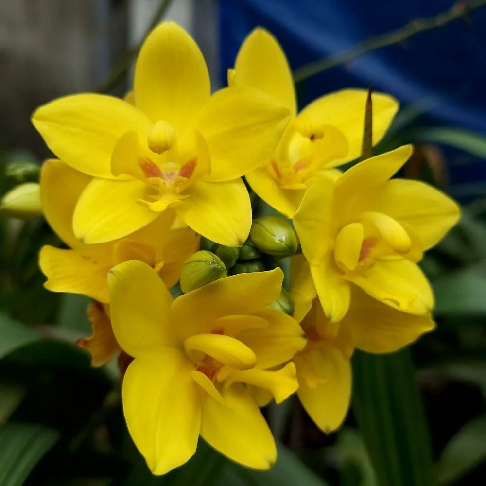 Yellow Orchid Flower Seeds for Planting