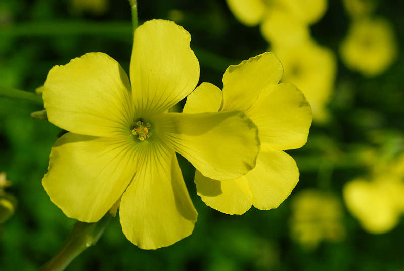 Yellow Oxalis Laciniata Flower Seeds for Planting