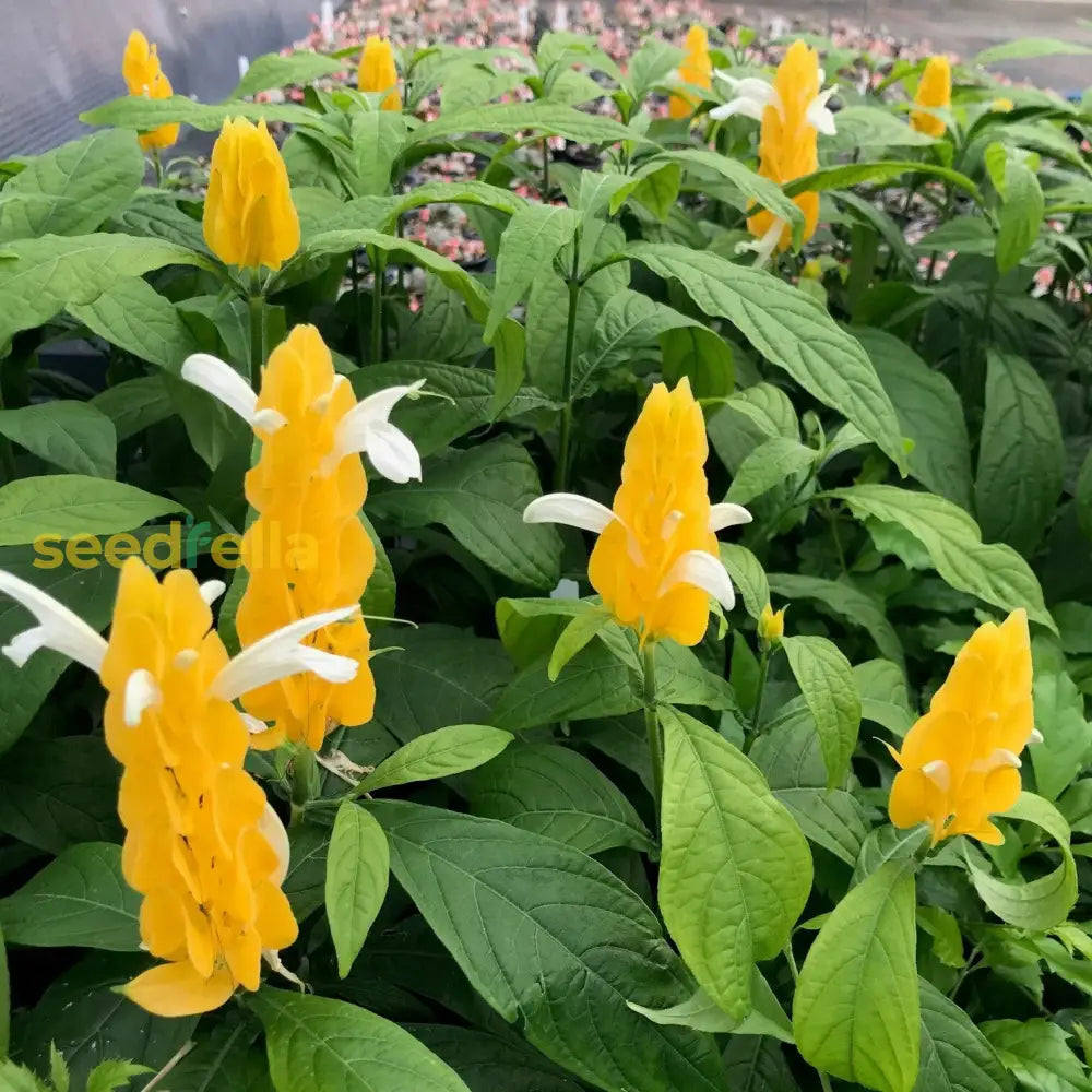 Yellow Pachystachys Lutea Flower Seeds Planting Tips