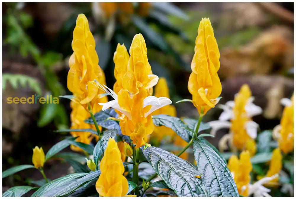 Yellow Pachystachys Lutea Flower Seeds Planting Tips