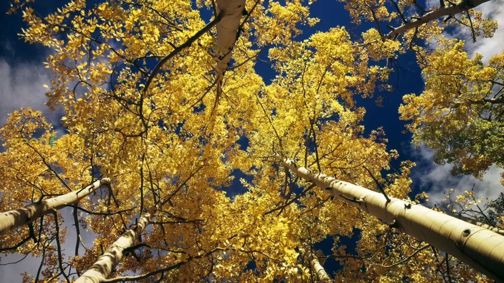 Yellow Pando Aspen Tree Seeds For Planting