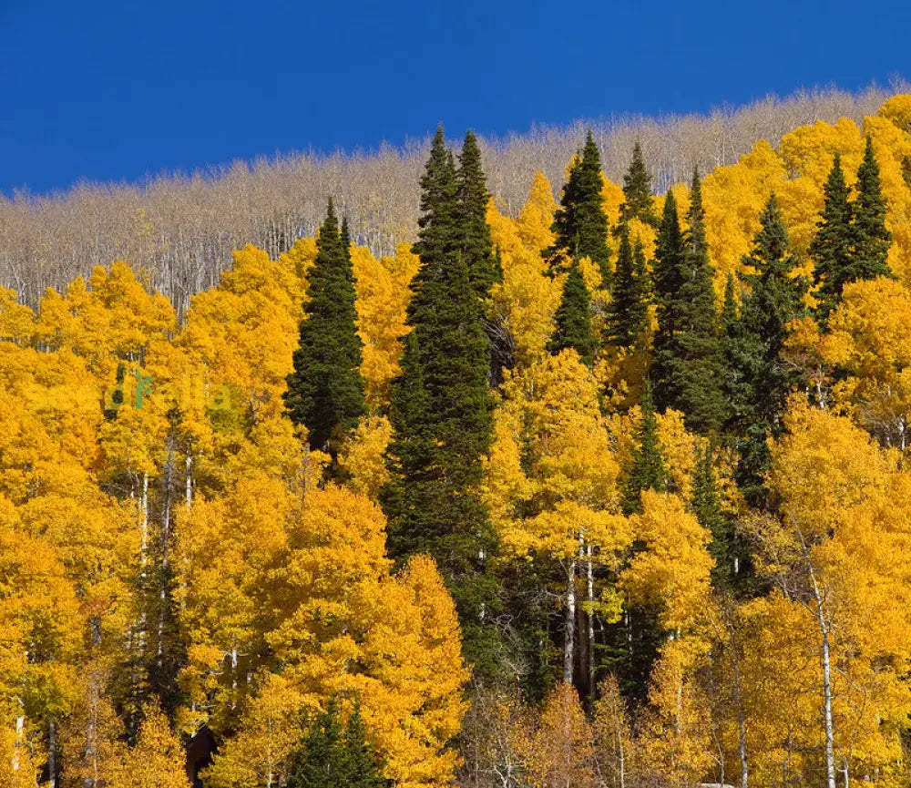 Yellow Pando Aspen Tree Seeds For Planting