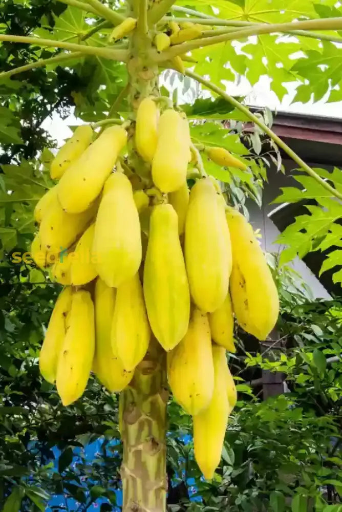 Yellow Papaya Fruit Seeds Planting Tropical