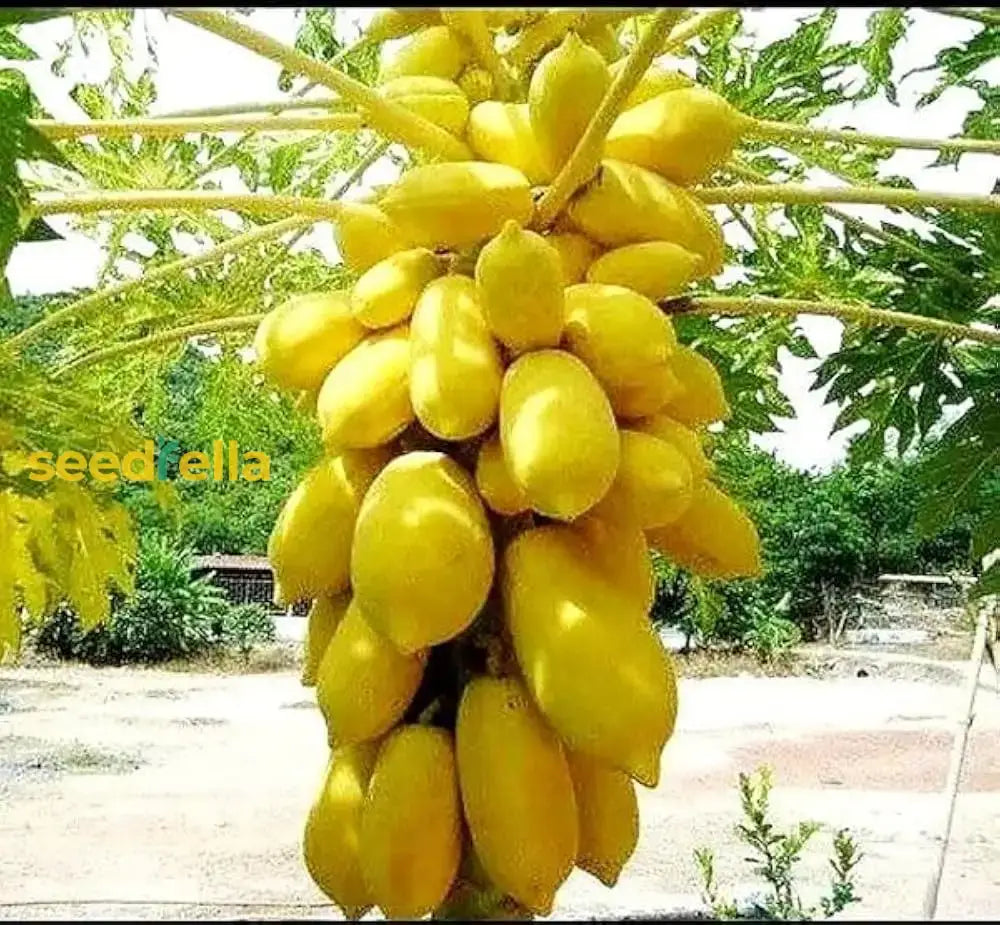 Yellow Papaya Seeds For Planting  Grow Delicious Fruit At Home