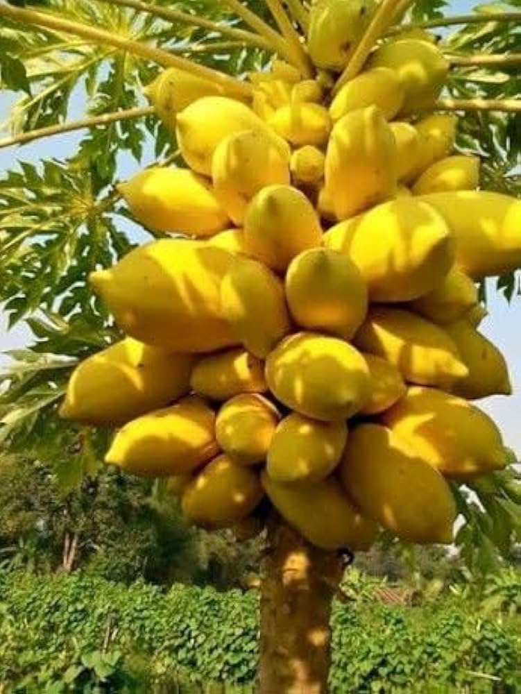 Yellow papaya seeds for planting tropical fruit trees
