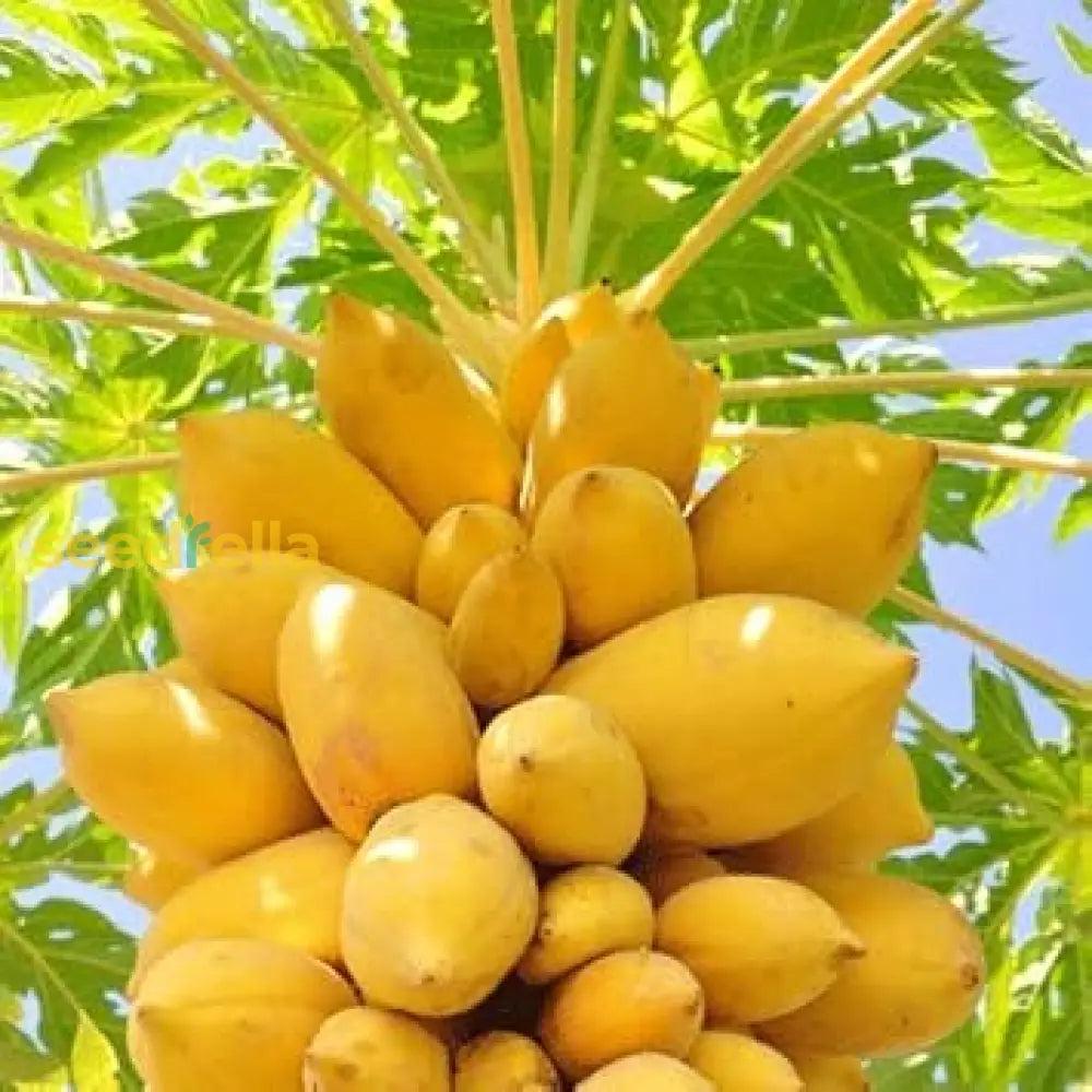 Yellow Papaya Seeds for Planting Tropical Fruit Plants
