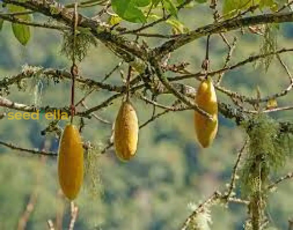 Yellow Passiflora Mollissima Fruit Seeds Planting