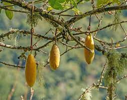 Yellow Passiflora Mollissima seeds for planting exotic banana passionfruit