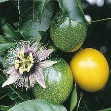 Yellow Passionfruit Seeds – Sweet Granadilla Passiflora ligularis Non-GMO