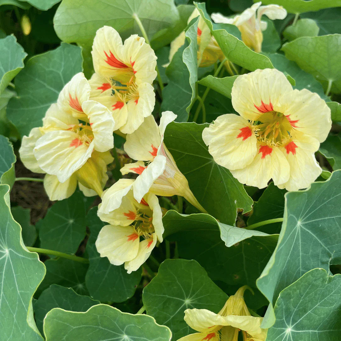Yellow Peach Nasturtium Seeds for Planting