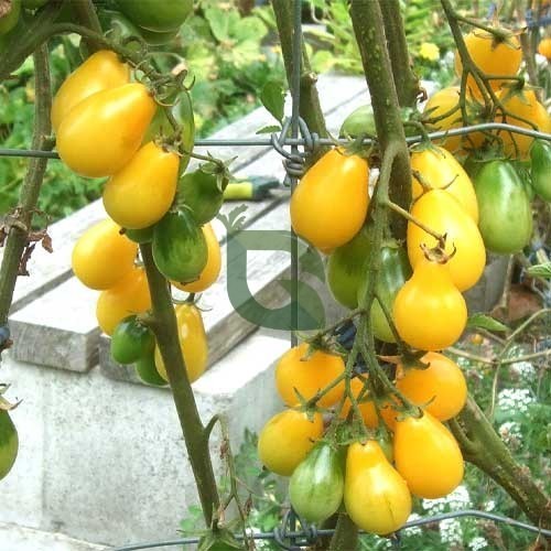 Yellow Pear tomato plants growing in the garden