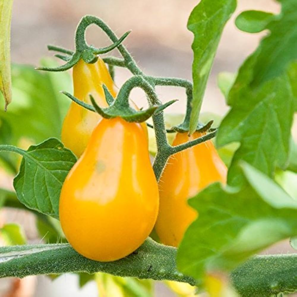 Yellow Pear tomato seeds for organic gardening
