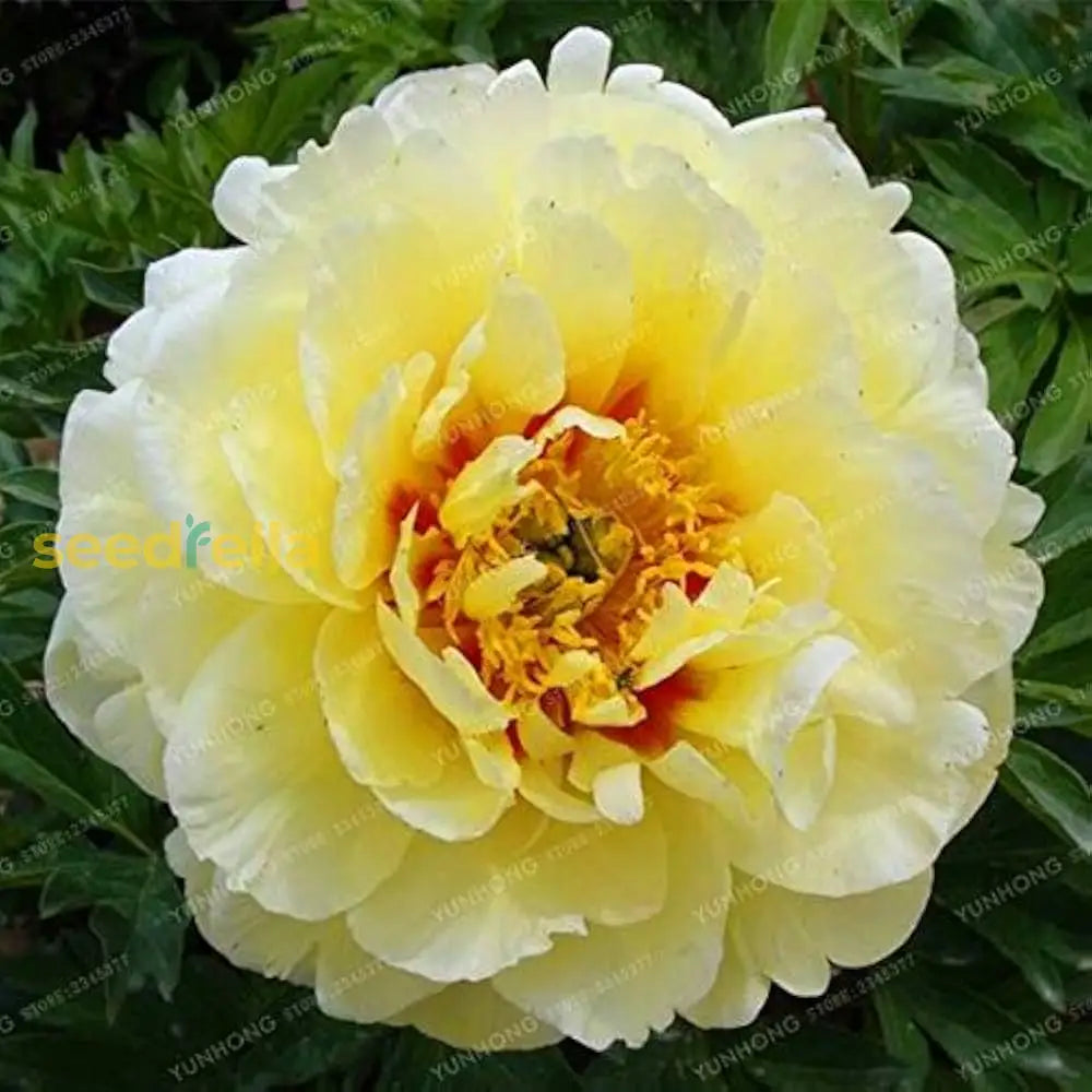 Yellow Peony Flower Seeds For Planting