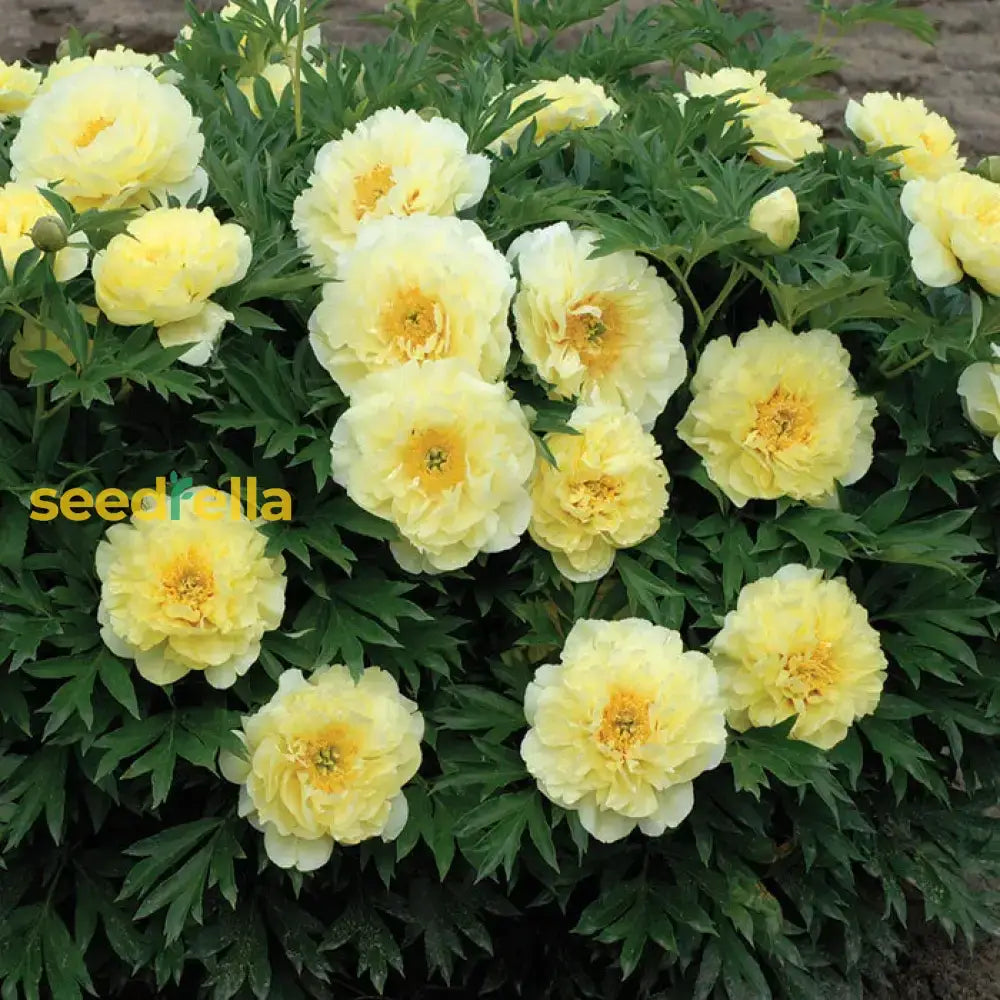 Yellow Peony Flower Seeds For Planting