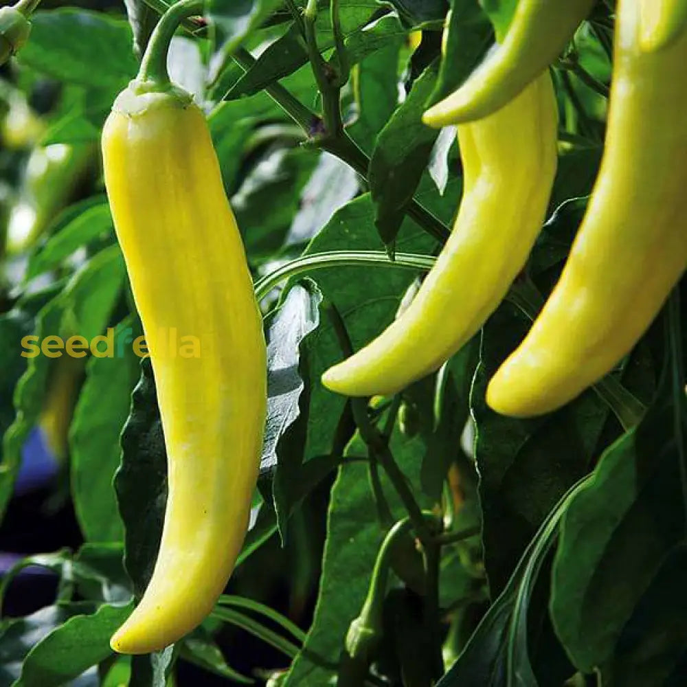 Yellow pepper seeds for planting in home vegetable gardens