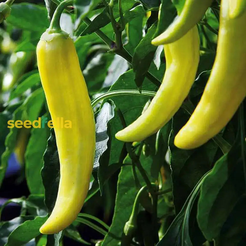 Yellow Pepper Seeds For Vegetable Planting Seeds