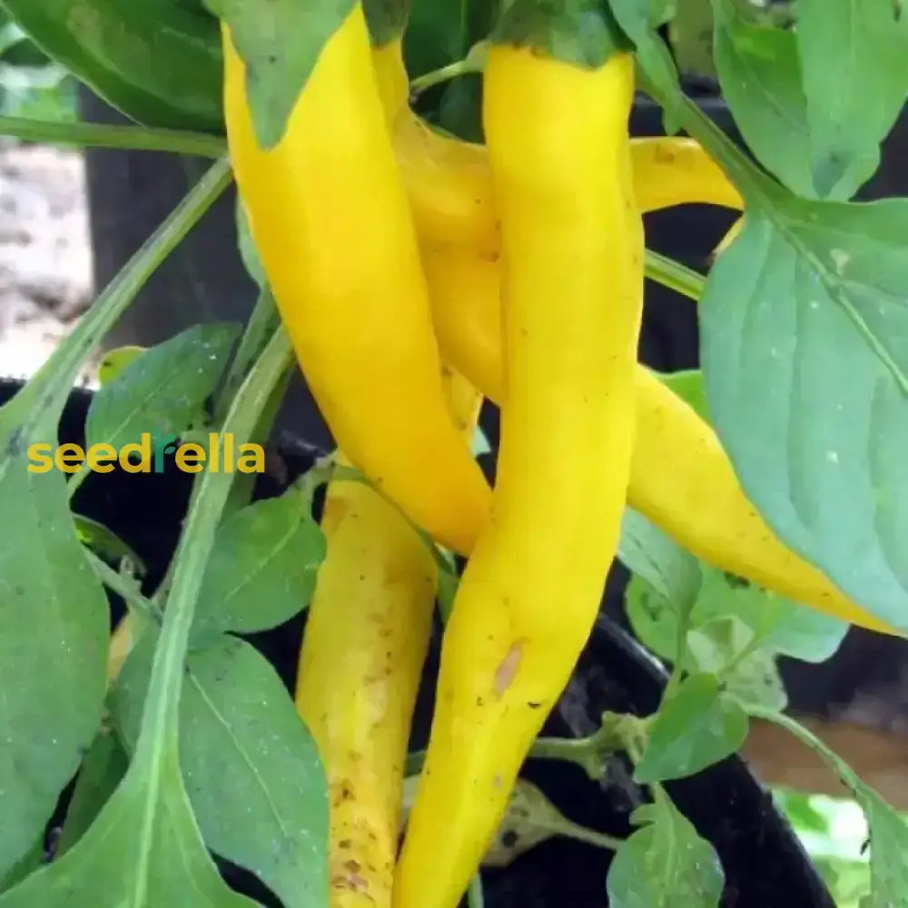 Yellow Pepper Seeds For Vegetable Planting Seeds