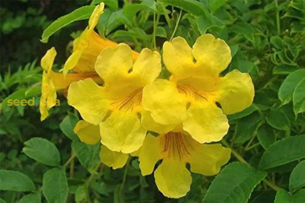 Yellow Perennial Bonsai Flower Seeds Planting