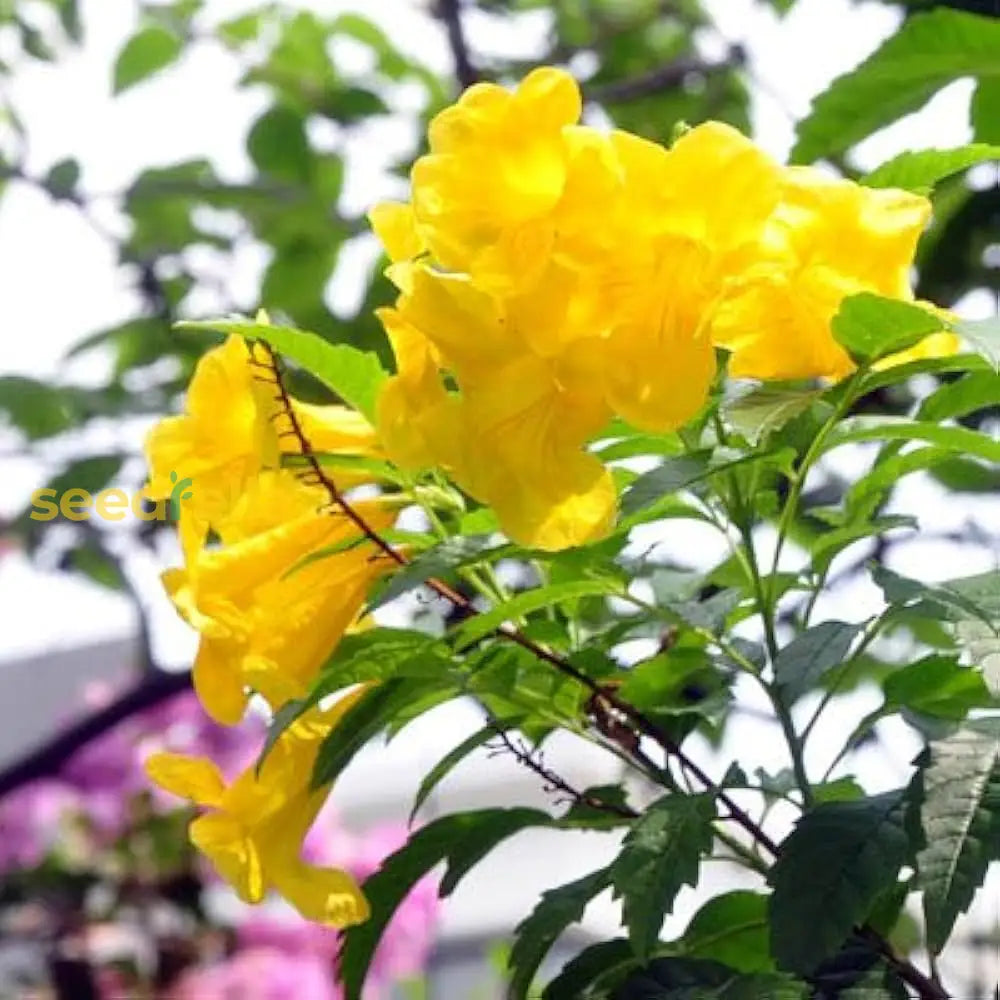 Yellow Perennial Bonsai Flower Seeds Planting