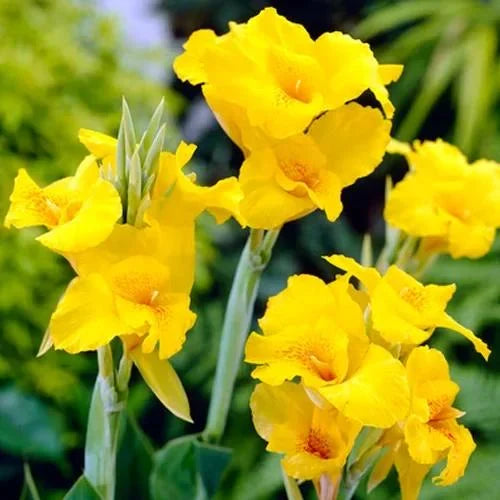 Yellow Perennial Bonsai Flower Seeds