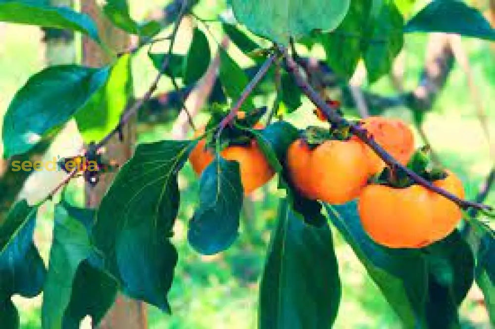 Yellow Persimmon Tree Seeds For Planting  Grow Your Own Delicious Fruit