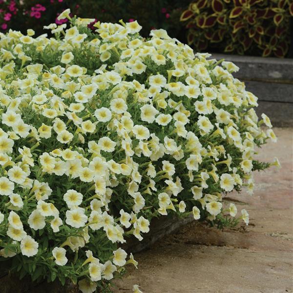 Yellow Petunia Flower Seeds for Easy Planting