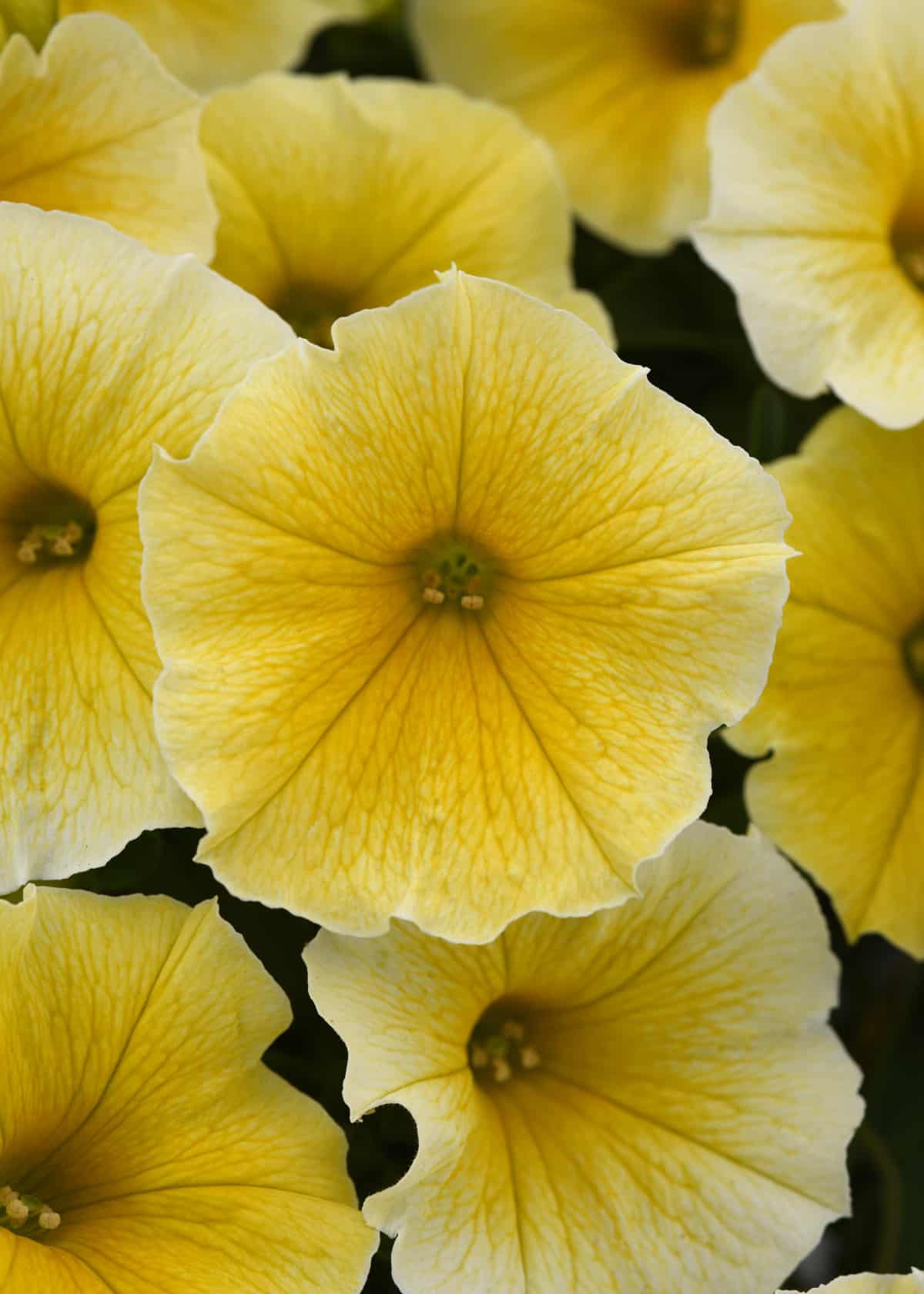 Yellow Petunias Growing in Flower Bed