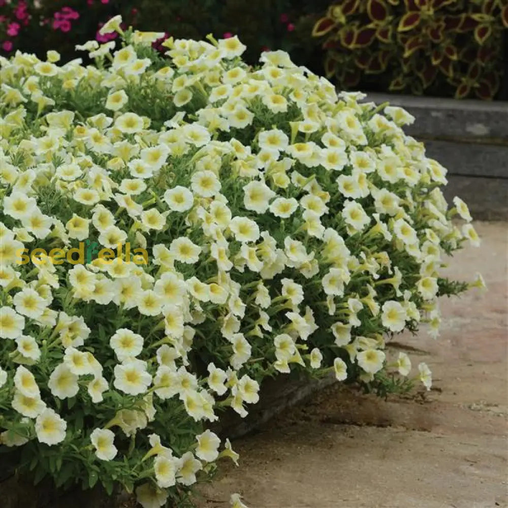 Yellow Petunia Seeds For Easy Planting Flower