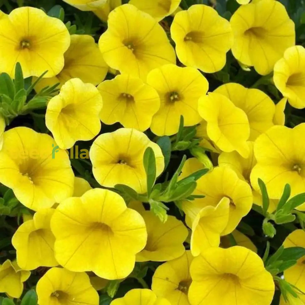 Yellow petunia seeds for garden planting