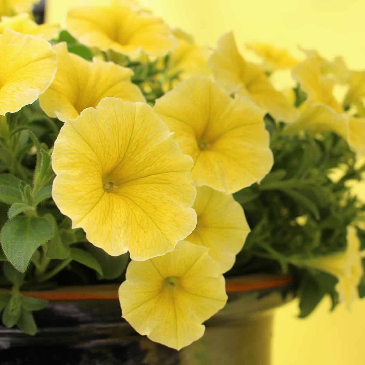 Cheerful Yellow Petunia Seeds for Garden Planting