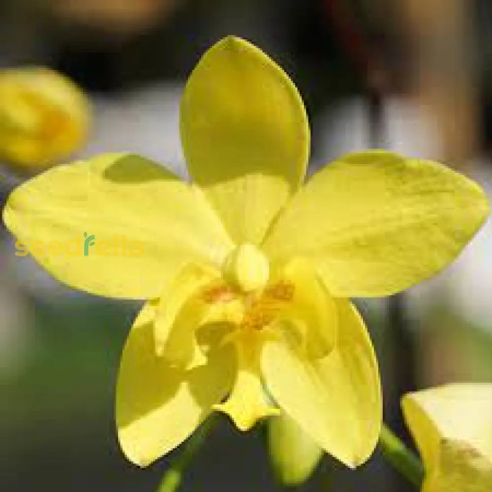 Yellow Phalaenopsis Orchid Plant Seeds For Planting