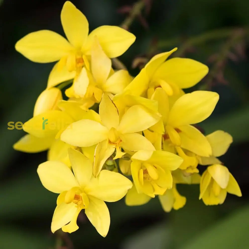 Yellow Phalaenopsis Orchid Plant Seeds
