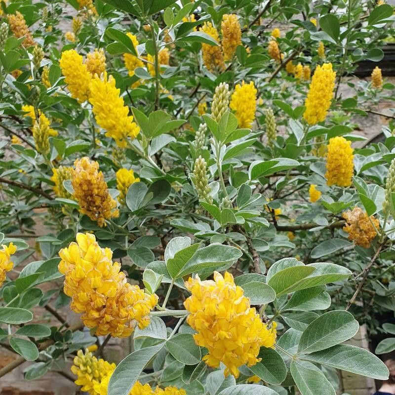 Bright yellow Pineapple Broom blooms in garden landscape