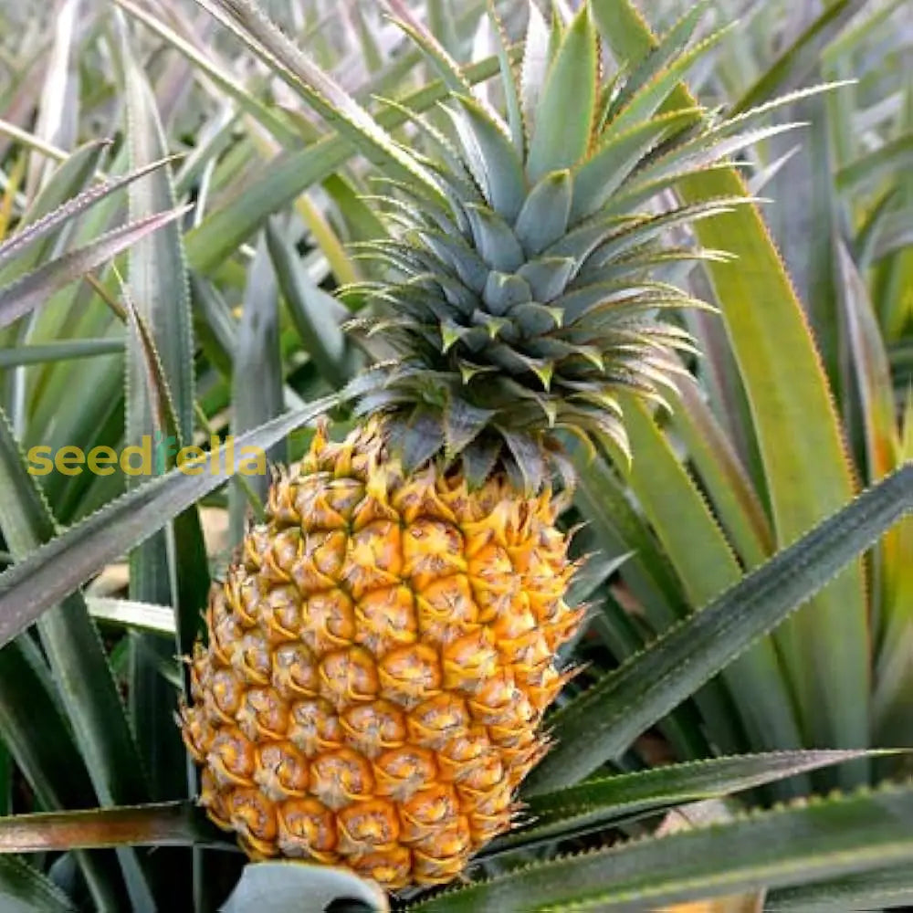 Yellow Pineapple Fruit Seeds For Home Planting