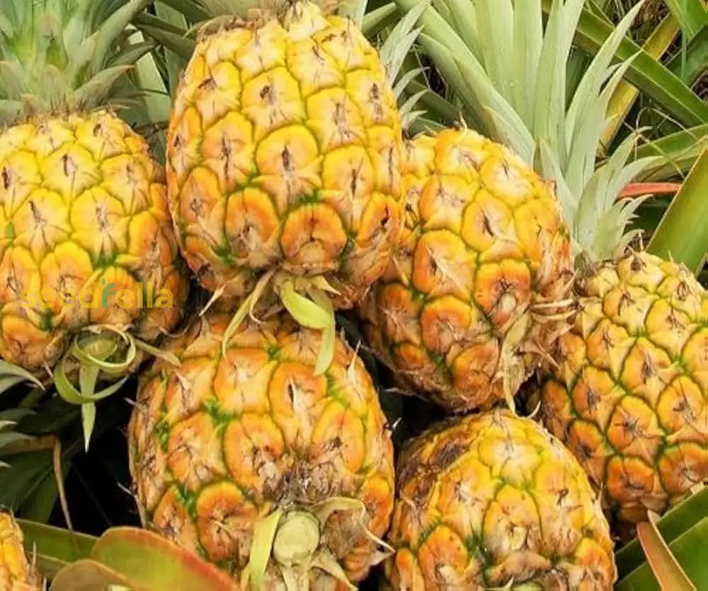 Yellow Pineapple Fruit Seeds Planting