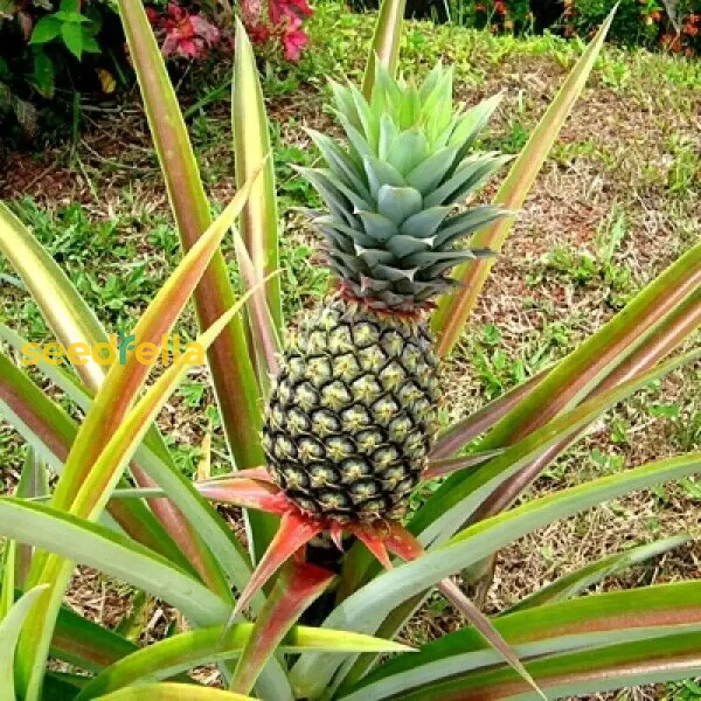 Yellow Pineapple Fruit Seeds Planting