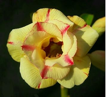 Yellow Pink Adenium Obesum Seeds for Planting