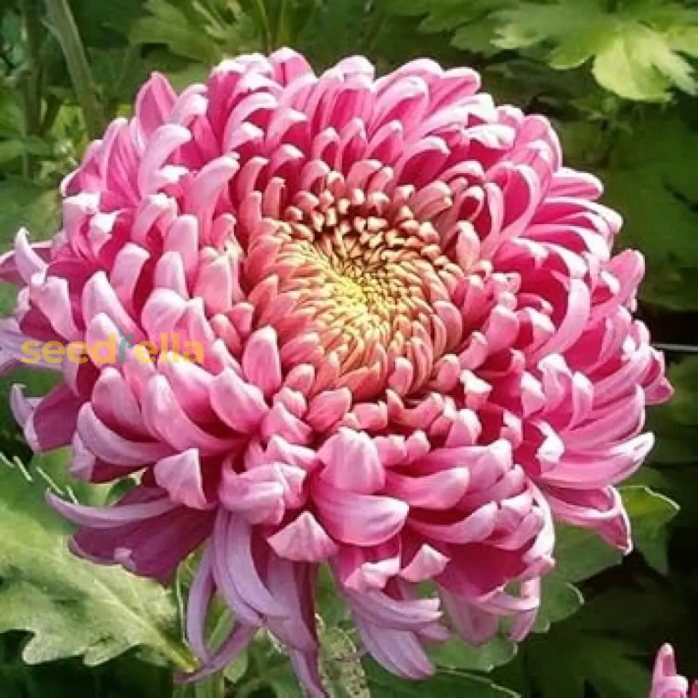 Yellow Pink Chrysanthemum Flower Seeds For Planting