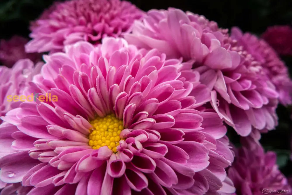 Yellow Pink Chrysanthemum Flower Seeds For Planting