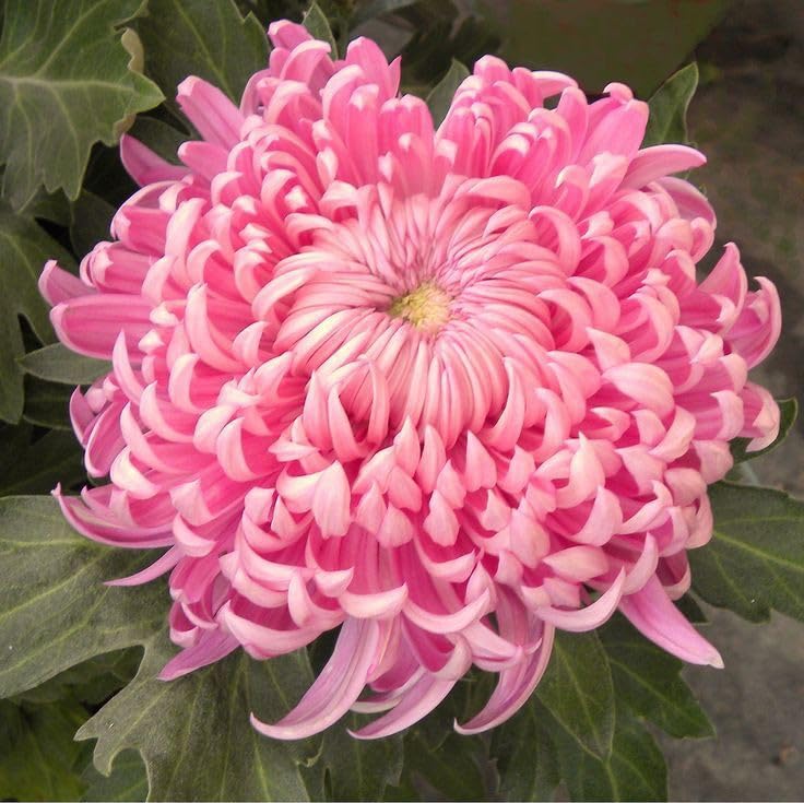 Yellow Pink Chrysanthemum Flower Seeds